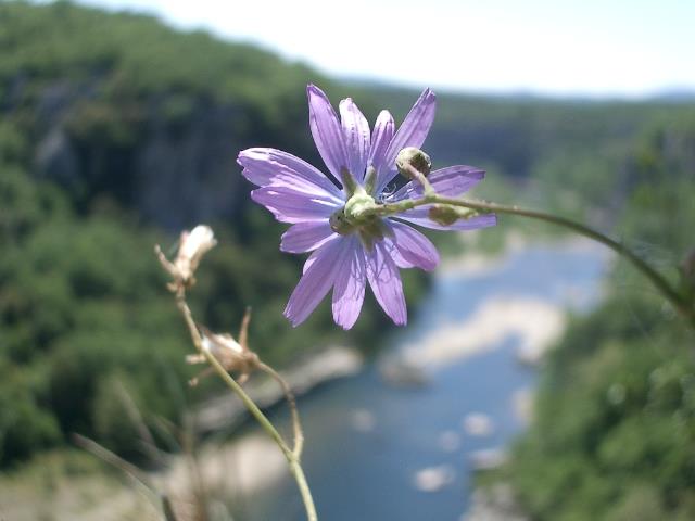 /chassezac/wanderungen/Corniche/wegwartenartig4835.JPG